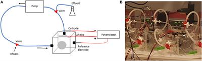 Evidence of competition between electrogens shaping electroactive microbial communities in microbial electrolysis cells